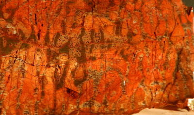 Fiery orange Mary Ellen (stromatolite) jasper (cropped)