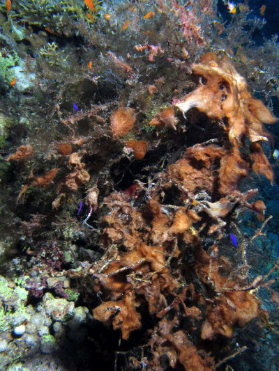 Red Cyanobacteria at Gota Sorayer, Red Sea, Egypt -SCUBA