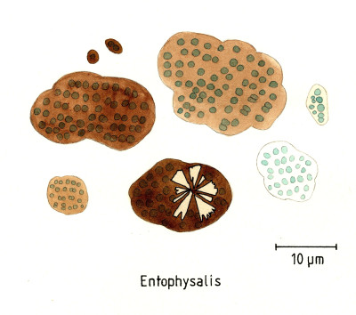 Entophysalis