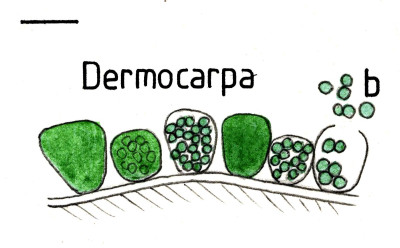 Cyanobacteria: Unicellular and Colonial Insights