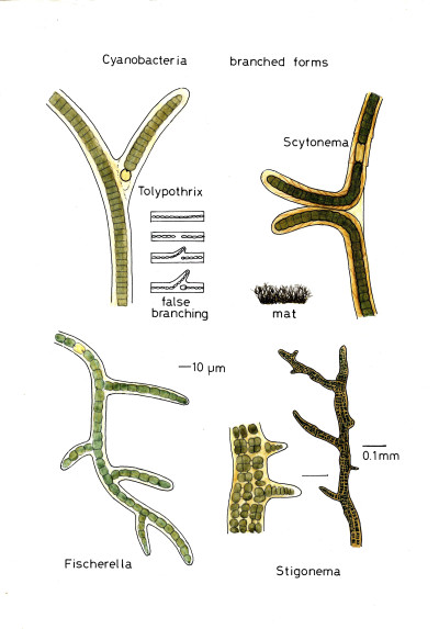 Cyanobacteriabranchedforms026