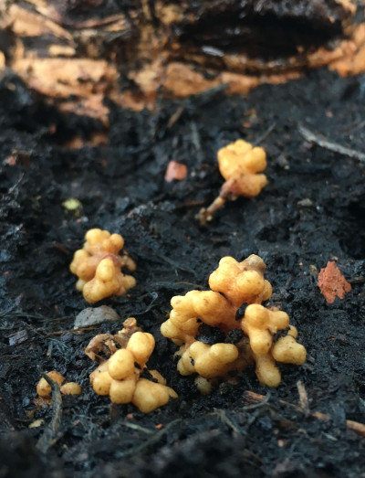 Cycas Thouarsii (Coralline Roots)