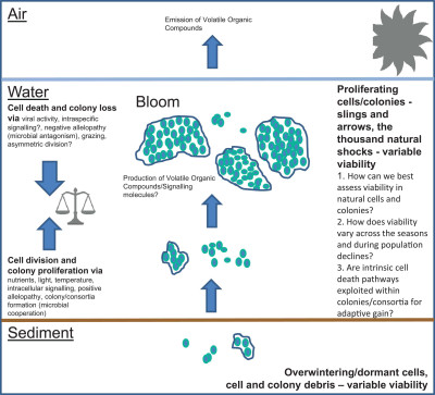 Factors in the Population Dynamics of Freshwater Cyanobacteria