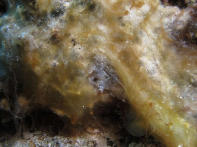 Cyanobacterial mat at Fanous East Reef, Red Sea, Egypt