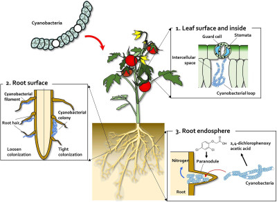 Leaf and Root Colonization by Cyanobacteria