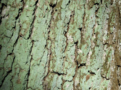 Cyanobacteria on Oak Bark