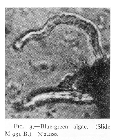 Blue-Green Algae, Slide. Wellcome M0001210