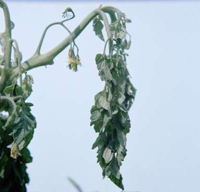 Ralstonis Wilt Symptom