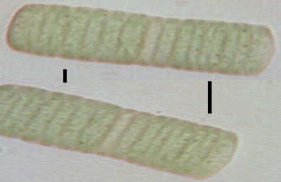 Broken Length of Filament