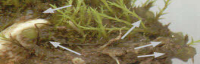 Colonies on Soil Surface Among Moss