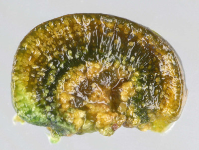 Highly Enlarged Cross-Section of a Colony