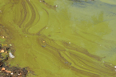 Algal Bloom at Leeward Shore