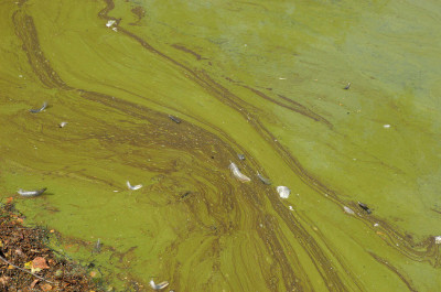 Algal Bloom at Leeward Shore