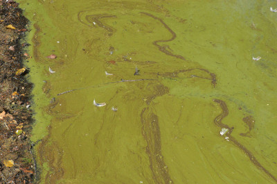 Algal Bloom at Leeward Shore