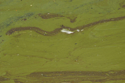 Algal bloom