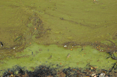 Algal Bloom at Leeward Shore - Close-Up