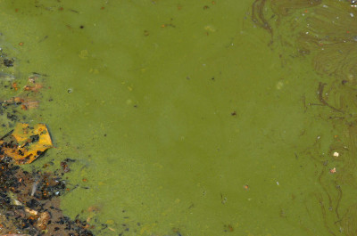 Algal Bloom at Leeward Shore - Close-Up