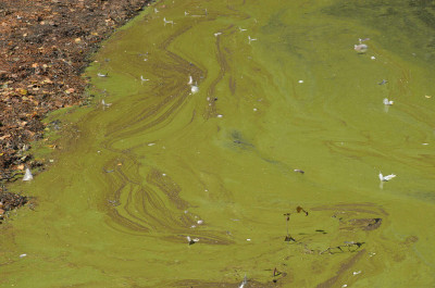 Algal Bloom at Leeward Shore