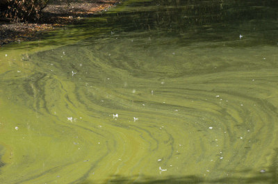 Algal Bloom at Leeward Shore - Long Shot