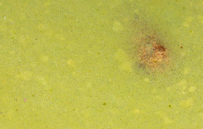 Algal Bloom at Water Surface - Close-up - Enlarged