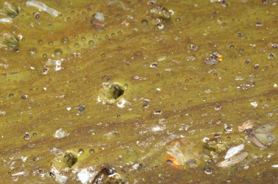 Algal Bloom-Soupy Deposit at Side of Lake-close-up - enlarged