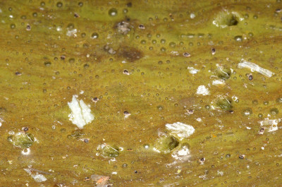 Algal Bloom-Soupy Deposit at Side of Lake-Close-Up - Enlarged