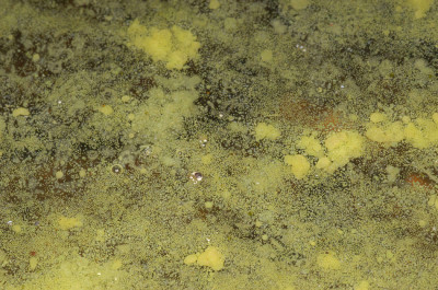 Algal Bloom - at Surface - Close-up - Enlarged