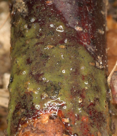 Twig Dipped into Algal Bloom - Close-up - Enlarged