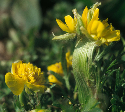 Fasciated stems of Bulbous Buttercup