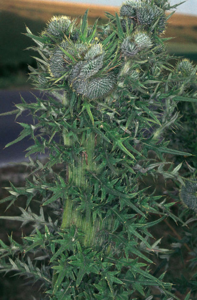 Fasciated Spear Thistle