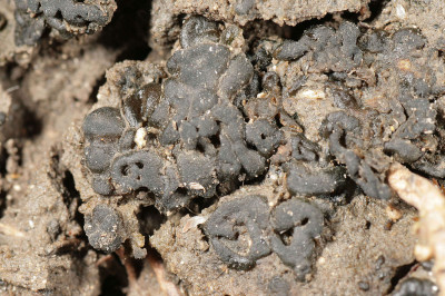 Colony - Close-Up - Enlarged