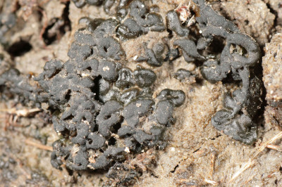 Colony - Close-Up - Enlarged