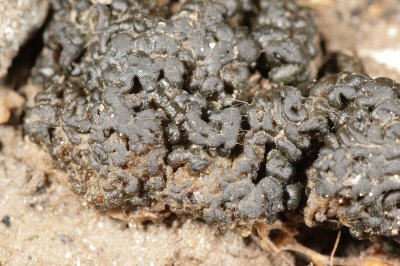 Colony - Close-Up - Enlarged