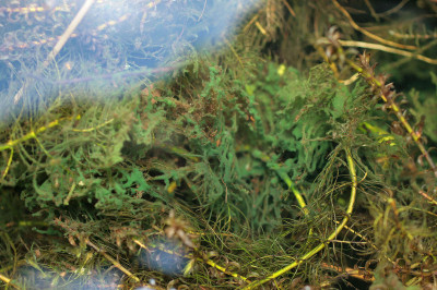 Colonies - in Pond