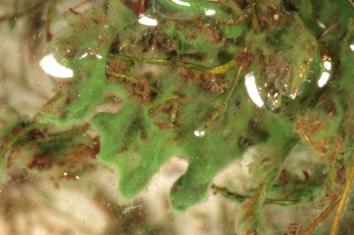 Colonies - in Pond - Close-up