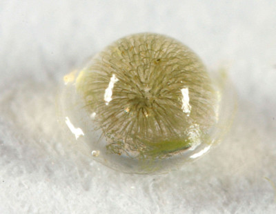 Colony - Out of Water - Magnified - white Background