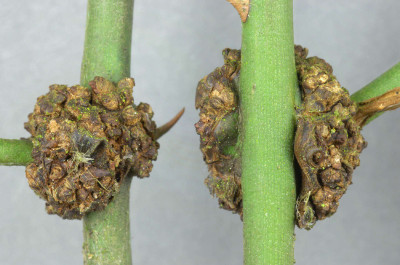 Galls on Rose Stem - Enlarged