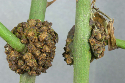 Galls on Rose Stem - Enlarged