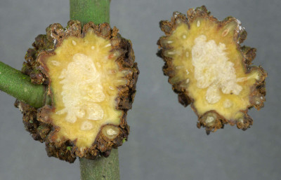 Galls on Rose Stem - TS - Enlarged