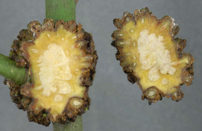 Galls on Rose Stem - TS - enlarged