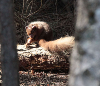 Red Squirrel with Leprosy lesions