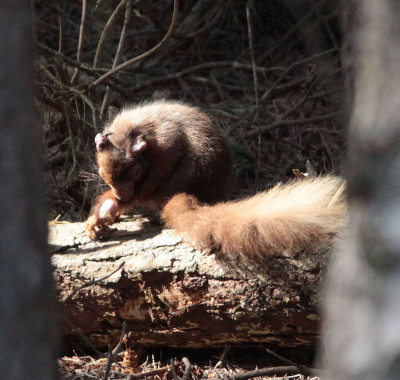 Red Squirrel with Leprosy lesions - Anterior View