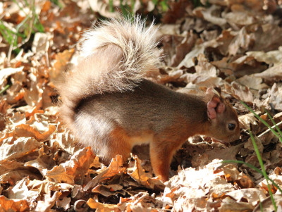 Red Squirrel with Leprosy lesions