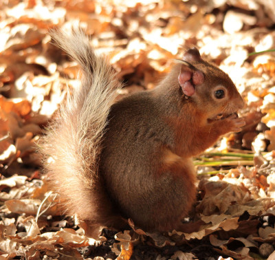 Red Squirrel with Leprosy Lesions