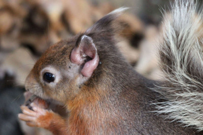 Leprosy lesions on ears of Red Squirrel - close-up