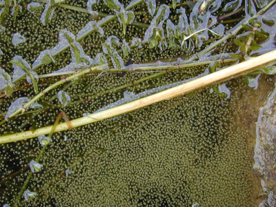 Colonies at Water Surface