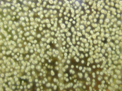 Colonies at Water Surface - close-up