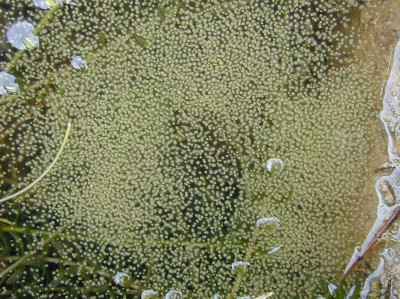 Colonies at water surface