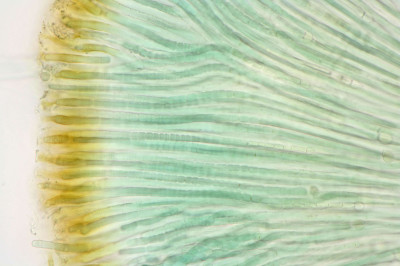 Close-Up Magnified View of Filaments on a White Background