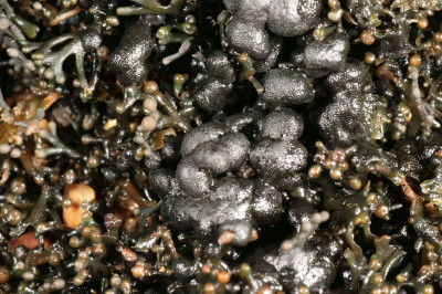 Enlarged Colonies on Lichina Pygmaea thallus